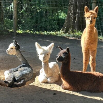 Cedar Creek Alpacas